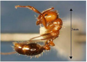 2022-04-19-15_09_11-Pest-Alert_-Red-imported-fire-ant-1 2022-04-19-15_09_11-Pest-Alert_-Red-imported-fire-ant-1