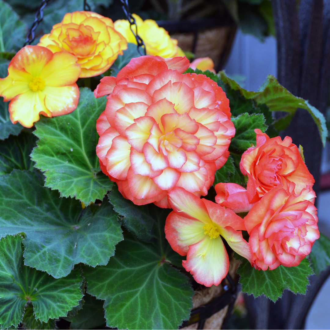 3-Dec-17-2024-03-07-31-0207-AM