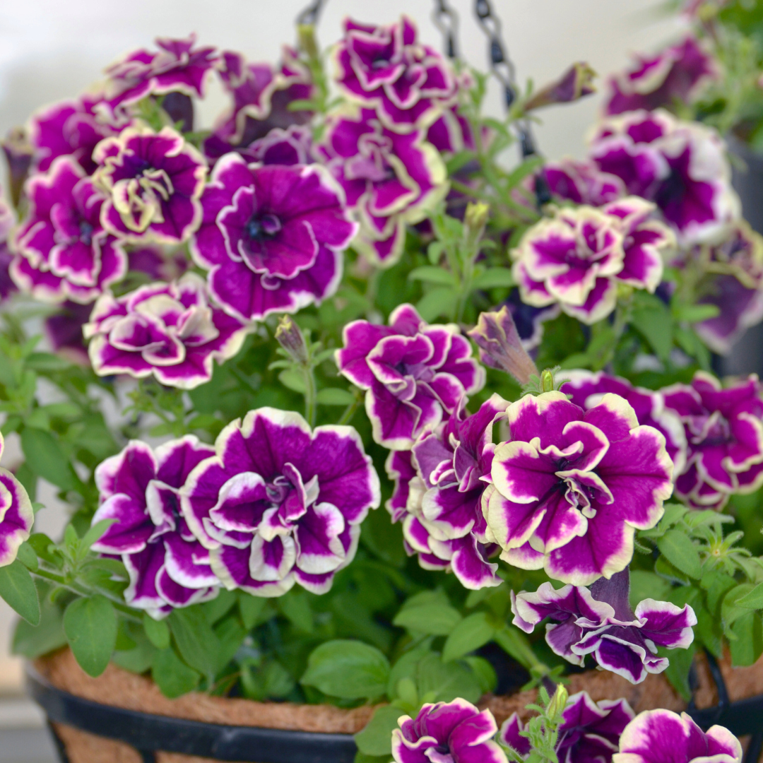 4-Dec-17-2024-03-07-30-7747-AM