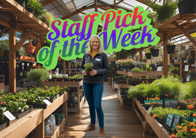 Staff Pick of The Week