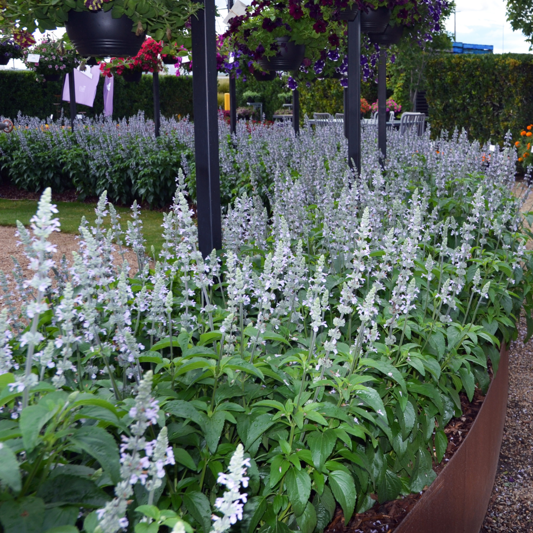 5-Dec-17-2024-03-07-32-0579-AM