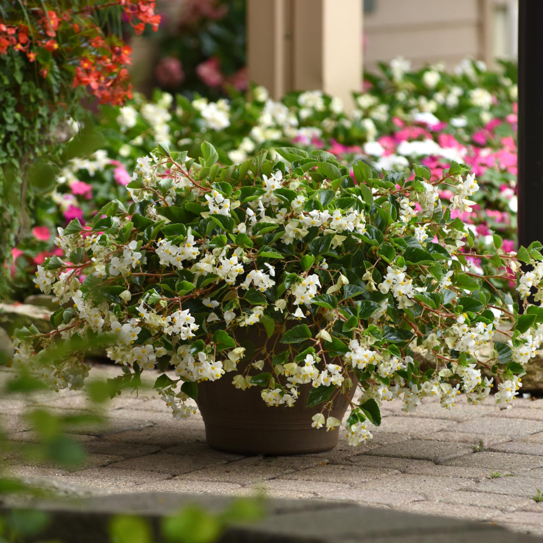 7-Dec-17-2024-03-07-31-8628-AM