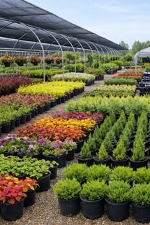 Wholesale Nursery Plants-1