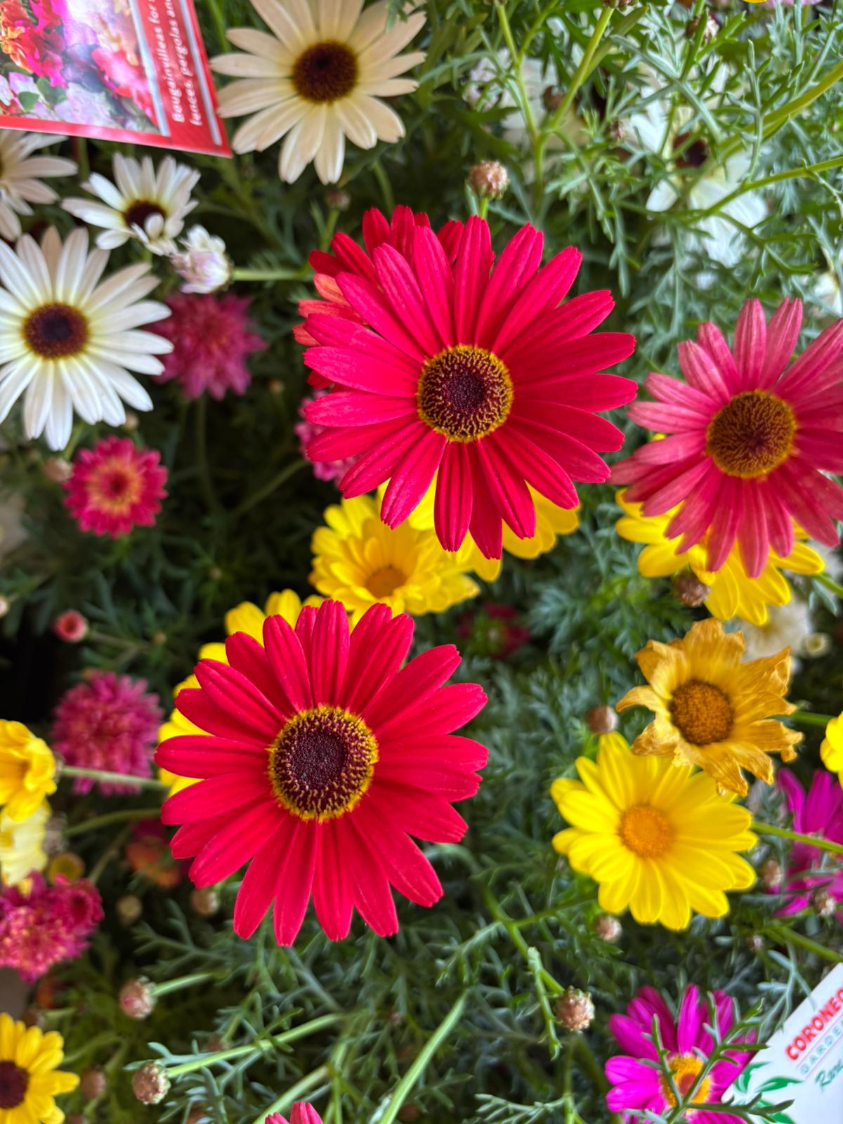 IMG-20250909-WA0009-1