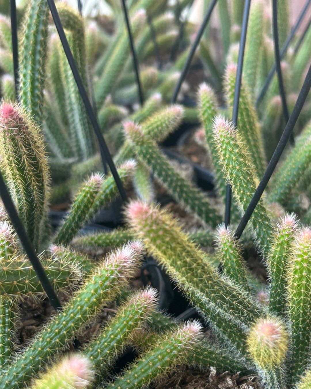 IMG-20250909-WA0032-1