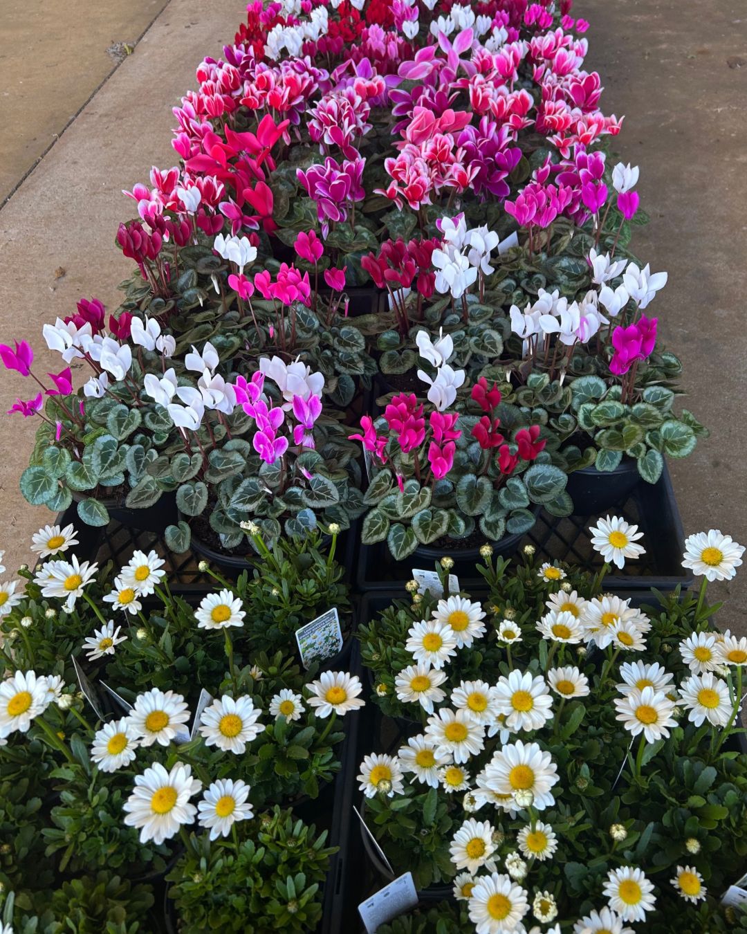 IMG-20250909-WA0033-1