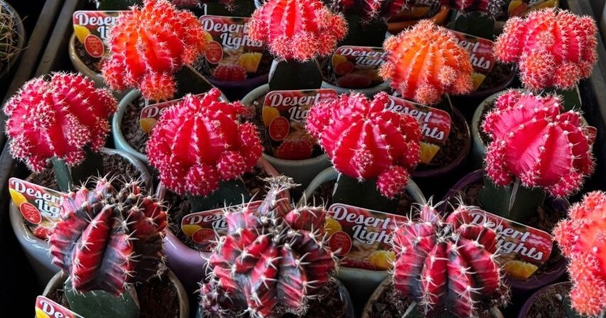 IMG-20250909-WA0035-2