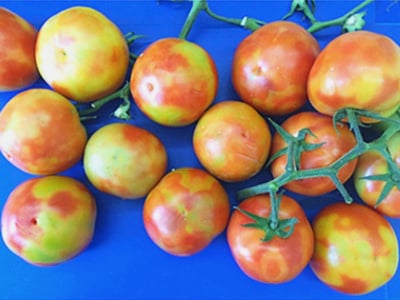 Tomato Virius