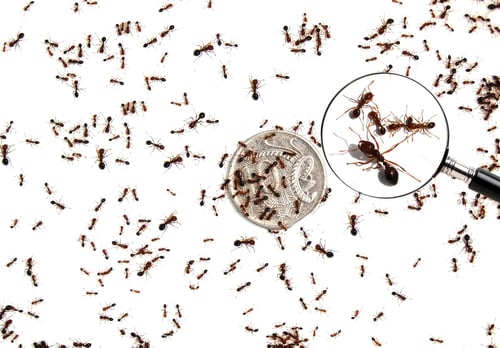 Various-sizes-of-fire-ants-on-10-cent-coin-1 Various-sizes-of-fire-ants-on-10-cent-coin-1