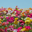 Vote for us square v1 (20)