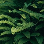 Vote for us square v1 (21)