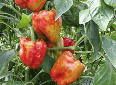 capiscum