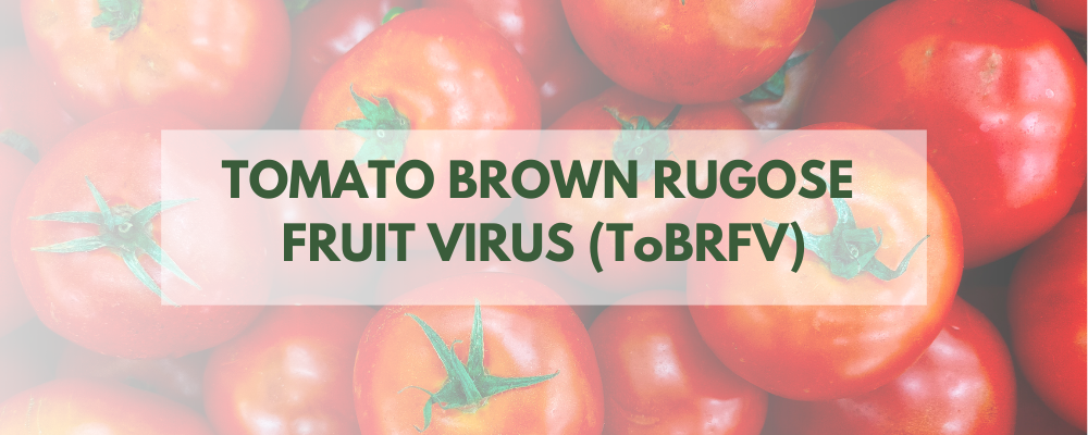 TOMATO BROWN RUGOSE FRUIT VIRUS (ToBRFV)