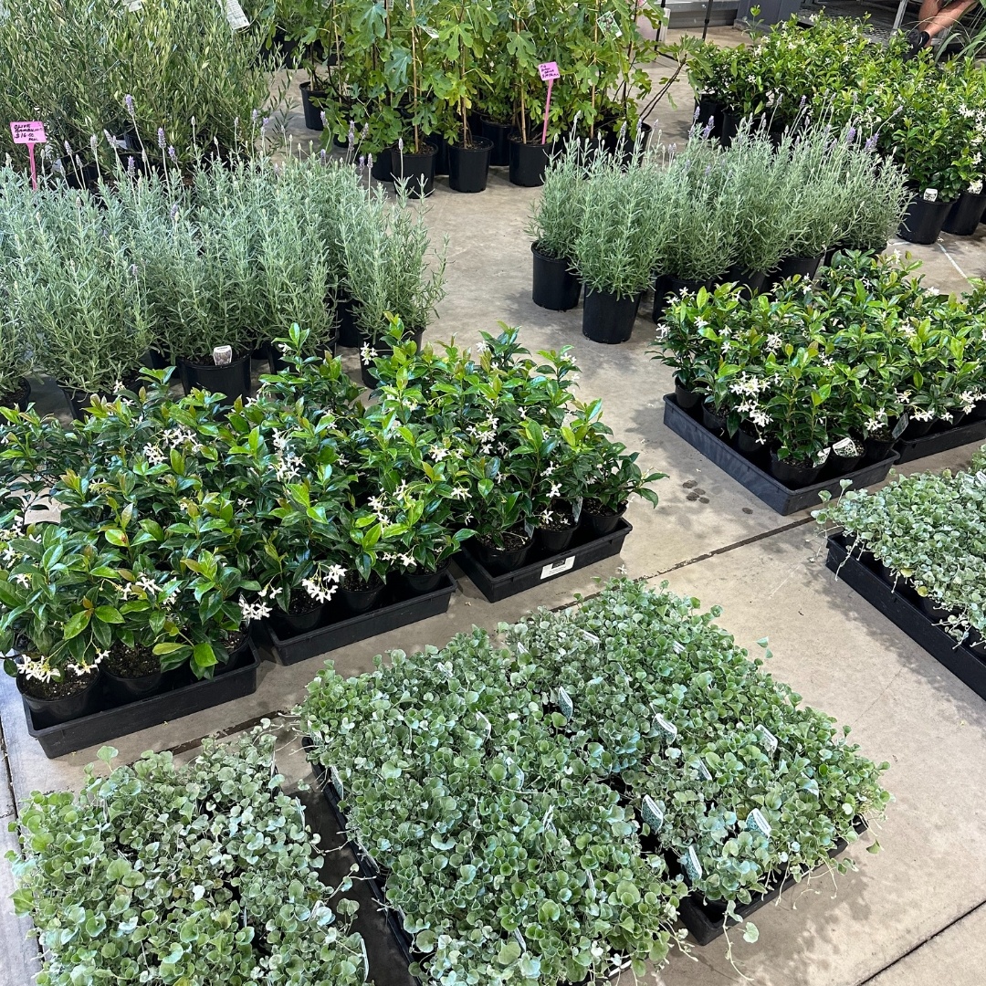 Sydney Trade Day Photos Direct from growers